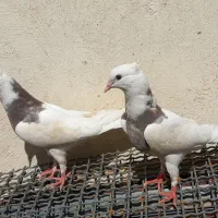جفت طوقی