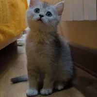 گربه بریتیش شورت هیر چین‌چیلا