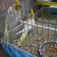 سلام ستا جوجه دوماه عروس  هلندی|پرنده|مشهد, شهید احمدی روشن|دیوار