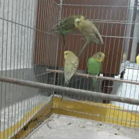 پرنده. مرغ عشق