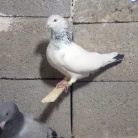 کبوتر شیخ گمشده در تل خسرو خدایی دیدی بگو