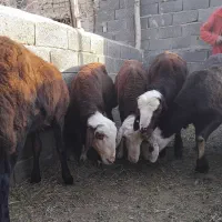 بره قوچی