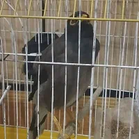 مرغ مینا گمشده