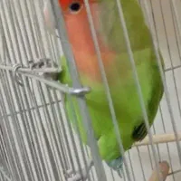 ۲عددطوطی برزیلی ماده