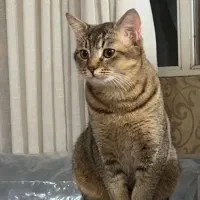 گربه اسکاتیش|گربه|اصفهان, شیخ اشراق|دیوار