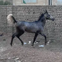 اسب عرب