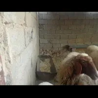 گوسفند آشتی وگوشتی|حیوانات مزرعه|سیروان, |دیوار