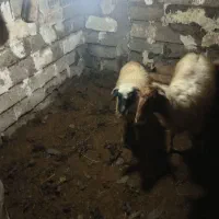 گوسفند با بره|حیوانات مزرعه|املش, |دیوار