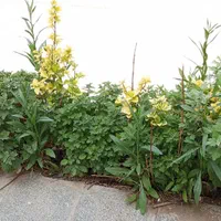 2 واحدتجاری طبقه 1و2 فروشی،حاشیه المهدی