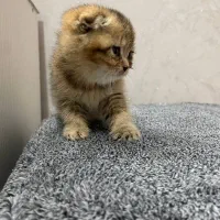 گربه اسکاتیش|گربه|کرج, ساماندهی|دیوار