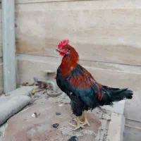 مرغ و خروس محلی