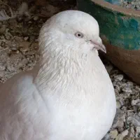 فروش کبوتر|پرنده|اردکان, |دیوار
