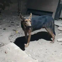 واگذاری سگ نژاد ژرمن دوبرمن|سگ|کرج, گلدشت|دیوار