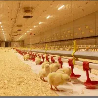 گارگر مرغداری مجرد یا همراه خانواده