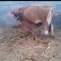 گاو گوساله بمی شیری