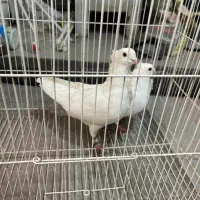 سفید فری اس