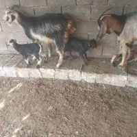 بز دوقلو|حیوانات مزرعه|بهبهان, |دیوار