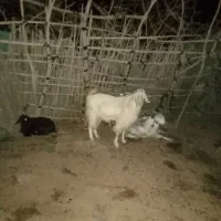 نری چاق سرحال