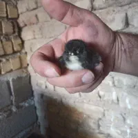 تخم مرغ و جوجه گلین|حیوانات مزرعه|مرودشت, پشت سایپا|دیوار