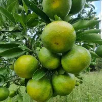 نارنگی ژاپنی|عمده‌فروشی|ساری, |دیوار