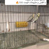 ده جفت مرغ عشق نژاد دار (حراج)
