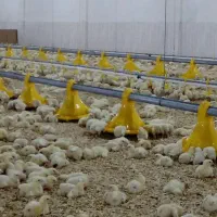 جوجه ۱روز گوشتی با وزندهی بالا|حیوانات مزرعه|علی‌آباد کتول, |دیوار