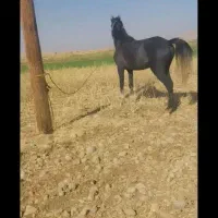 حیوانات مزرعه|حیوانات|ایذه, |دیوار