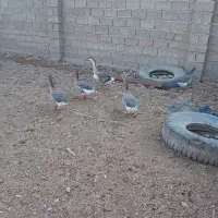 غاز و غوغاز