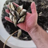 شارژ انواع سایزهای متفاوت بچه ماهی کپور و امور|عمده‌فروشی|سنگر, |دیوار