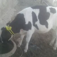 گاوچهاردندان چهل روز آبستنی 12کیلوشیرموقع زایش22ک|حیوانات مزرعه|بجنورد, |دیوار