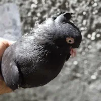 کبوتر زاغ آبادانی ماده،،دورگ