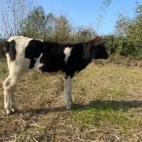 لیشه گاو شکم داردورگ سمینتال با گوساله اصیل|حیوانات مزرعه|گوراب زرمیخ, |دیوار