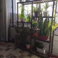 استندگل بزرگ و زیبا ، چوب ترمو  ضدموریانه و سوسک.