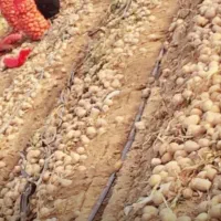 فروش انواع بذر سیب زمینی|خدمات باغبانی و درختکاری|نجفآباد, گلدشت|دیوار