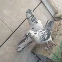 ۴ جفت کفتر نر و ماده آماده پرشی درجه یک