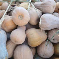 کدو حلوایی|خوردنی و آشامیدنی|چورزق, |دیوار