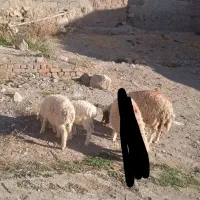 فروش سه عدد بره ماده|حیوانات مزرعه|قائن, |دیوار