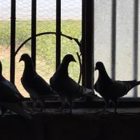 کفتر مسافتی|پرنده|قم, هفت تیر|دیوار
