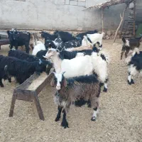 ۳۵راس بی|حیوانات مزرعه|ایلام, |دیوار