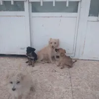 دبییاک‌عبق۳ل