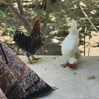 ۳ عدد خروس|حیوانات مزرعه|اصفهان, خواجه عمید|دیوار