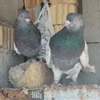 جفت کله سبز