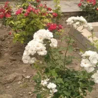 مسکونی ویلایی بازمرگان (سروآباد)امتیازات کامل