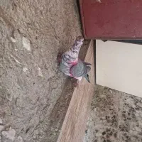 کفتر و کبوتر کوار