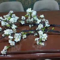 دو عدد شاخه بزرگ شکوفه بهاری ۱۴۵ سانت بلندی