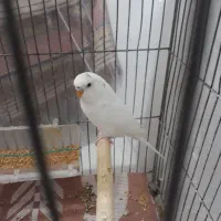 نرالبینو|پرنده|فردیس, شهرک ارم|دیوار