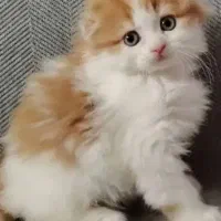 اسکاتیش دابل فلد/۶۵ روزه/رنگ گلد N11/عروسکی