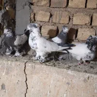 کفتر کلدم سبز کاکلی