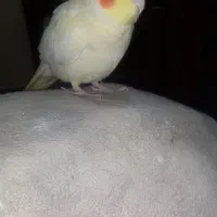 یک عدد عروس هلندی ماده