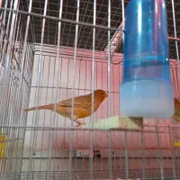 قناری|پرنده|کرج, شهرک فهمیده|دیوار